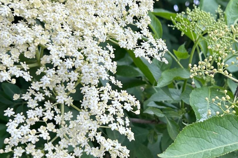 Černý bez: účinky a recept na sirup a čaj
